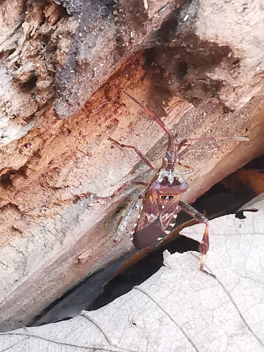 Western conifer seed bug (Leptoglossus occidentalis)