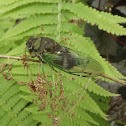 Swamp Cicada