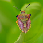 Chinche (Red shield bug)