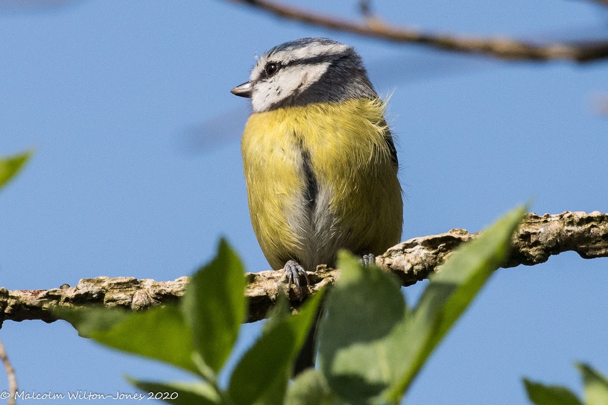 Blue Tit