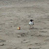 Laughing gull