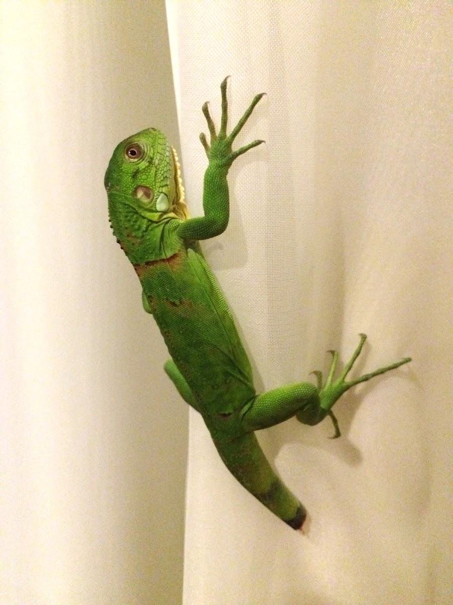 Green Iguana (juvenile)