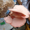 Pink Oyster Mushroom