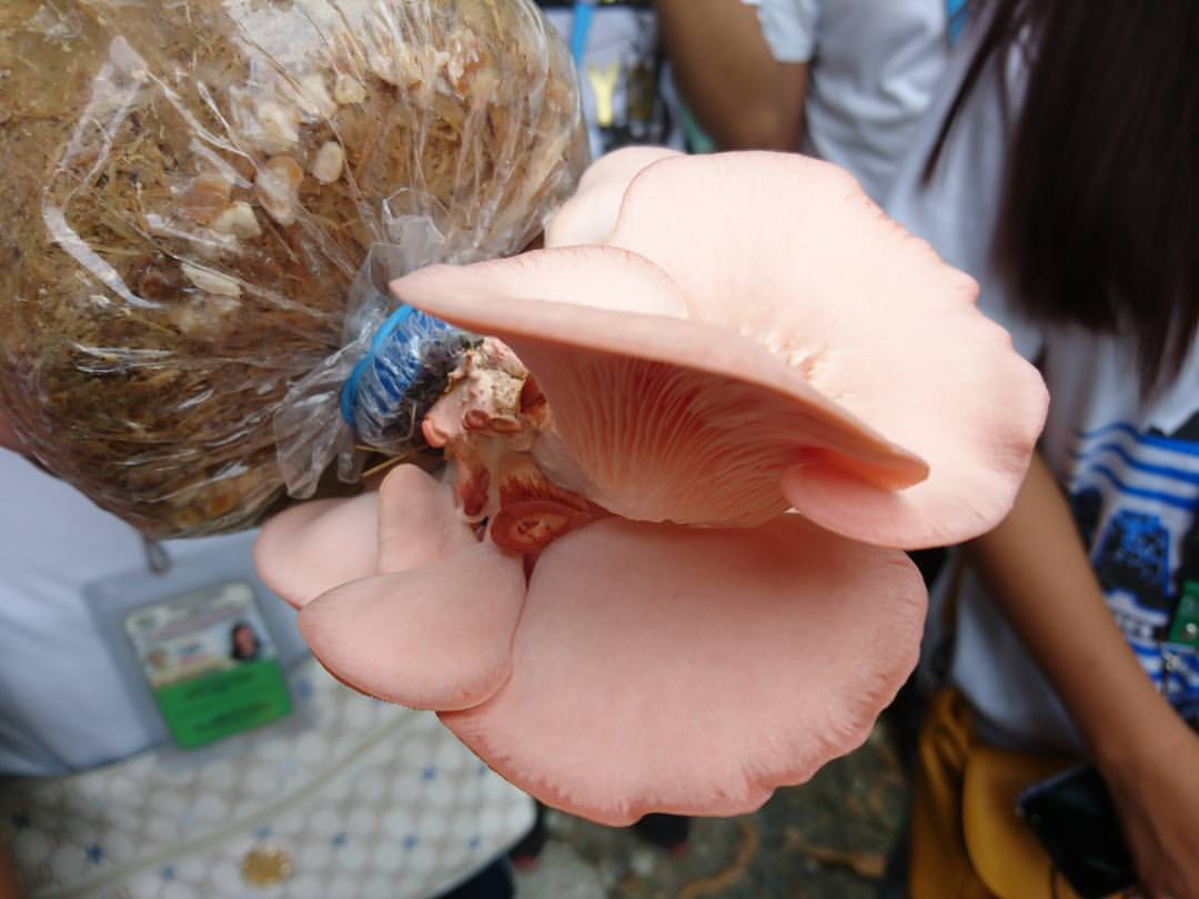 Pink Oyster Mushroom