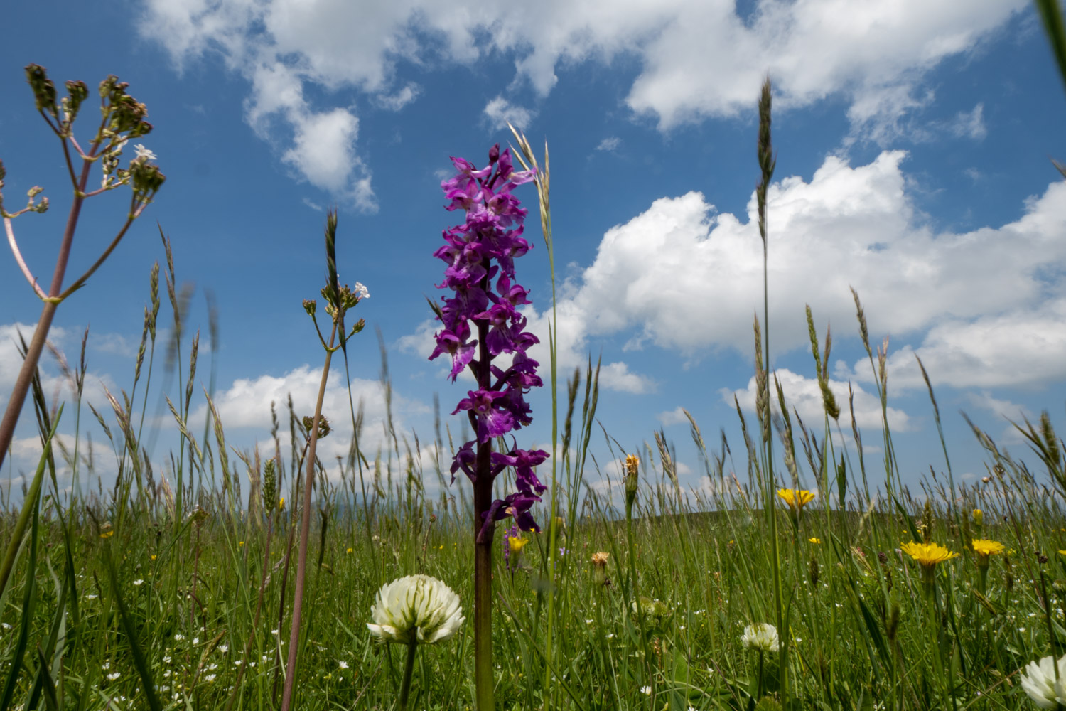 fioriture primaverili di francomariangeli