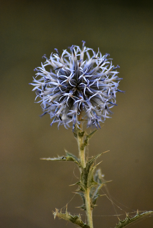 Blue globe-thistle