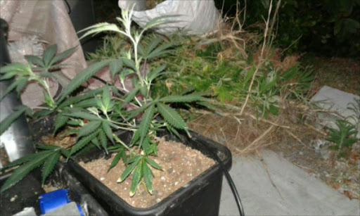 Hydroponic dagga laboratory discovered in Hout Bay