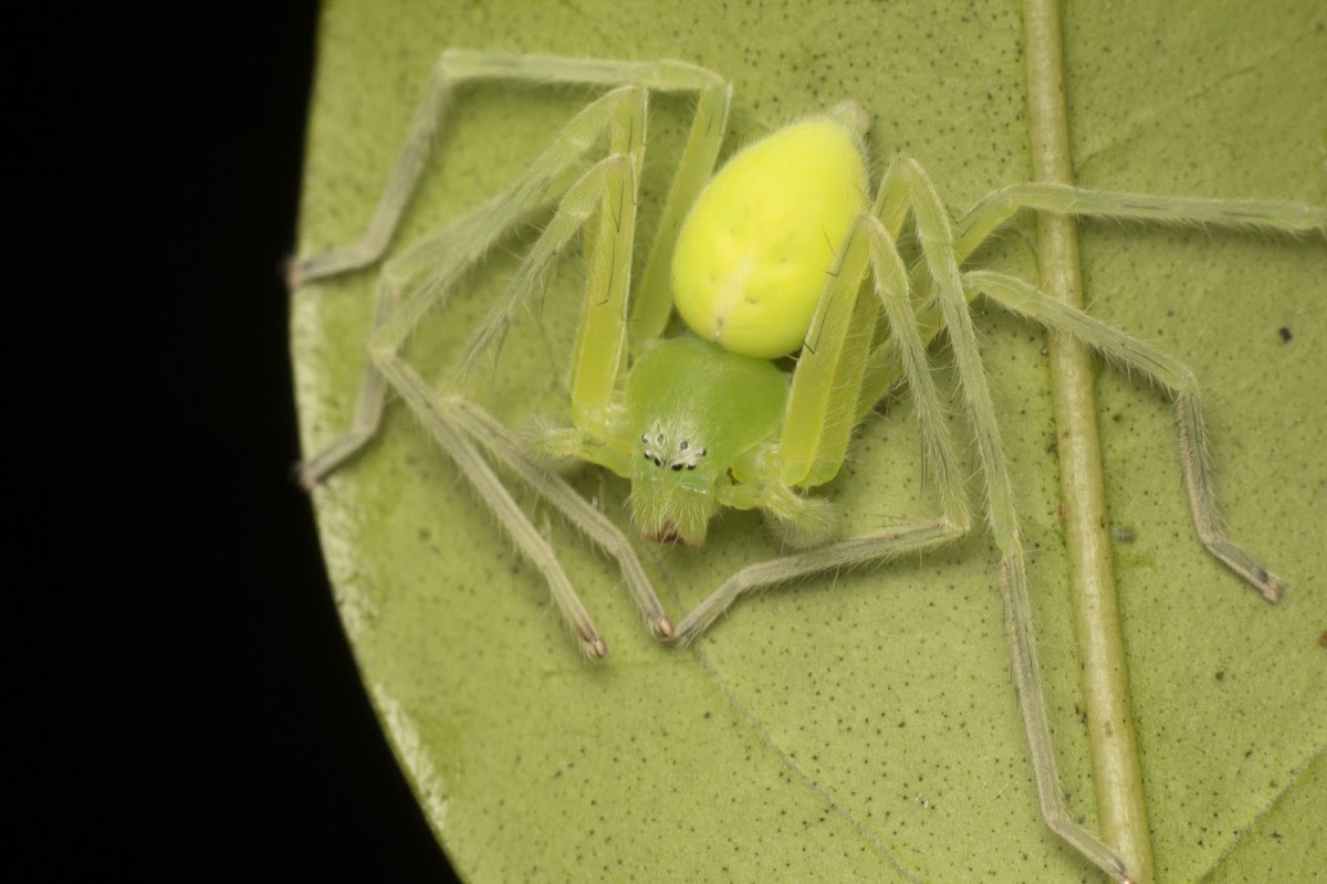 Huntsman Spider