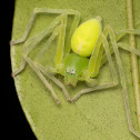 Huntsman Spider