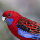 White-billed parrot