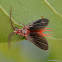 Mango mealybug