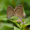 Pale Grass Blue