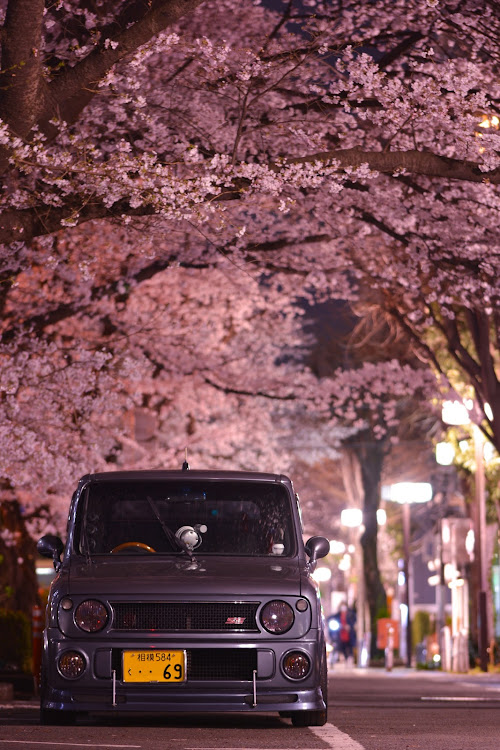 アルトラパンのさくラパン・サクラパン・さくらとコラボ・さくらコラボ・桜に関するカスタム事例の投稿画像1枚目