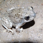 New Mexico Spadefoot