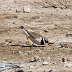 Ringed Plover; Chorlitejo Grande