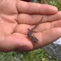 alpine newt