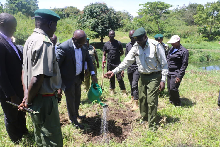 Busia Deputy Governor Arthur Odera waters one of the bamboo trees he planted in Butula subcounty on Monday, October 24, 2022.