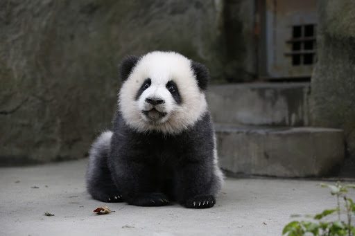 Panda Sitting on the Floor