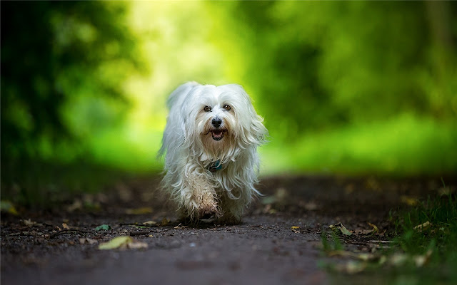 Havanese Themes & New Tab