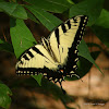 Eastern Tiger Swallowtail