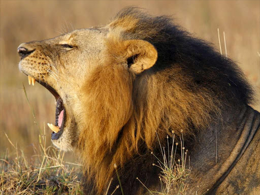 A lion yawns early morning at the Nairobi National Park in this March 11, 2013 file photo. REUTERS