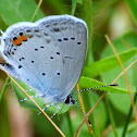 Short-tailed blue; Naranjitas rabicorta