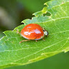 Multicolored Asian Lady Beetle