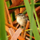 Marsh Wren