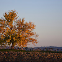 chioma dorata di 