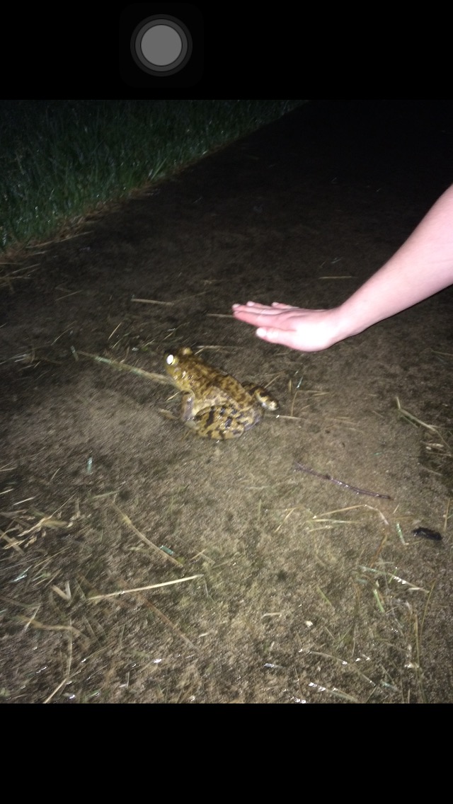 Fowler's Toad