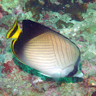 Indian vagabond butterflyfish