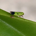 Green Rice Leafhopper