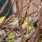 House Sparrow; Gorrión Común