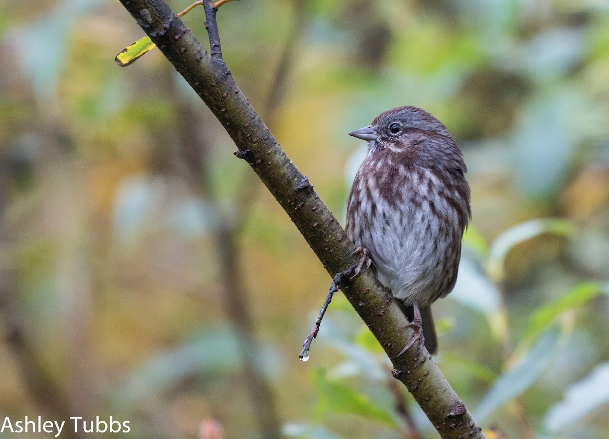 Song Sparrow