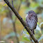 Song Sparrow