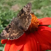 Horace's Duskywing