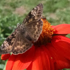 Horace's Duskywing