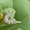 Monarch caterpillar