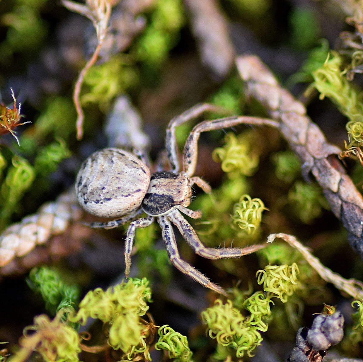 A Ground Crab Spider