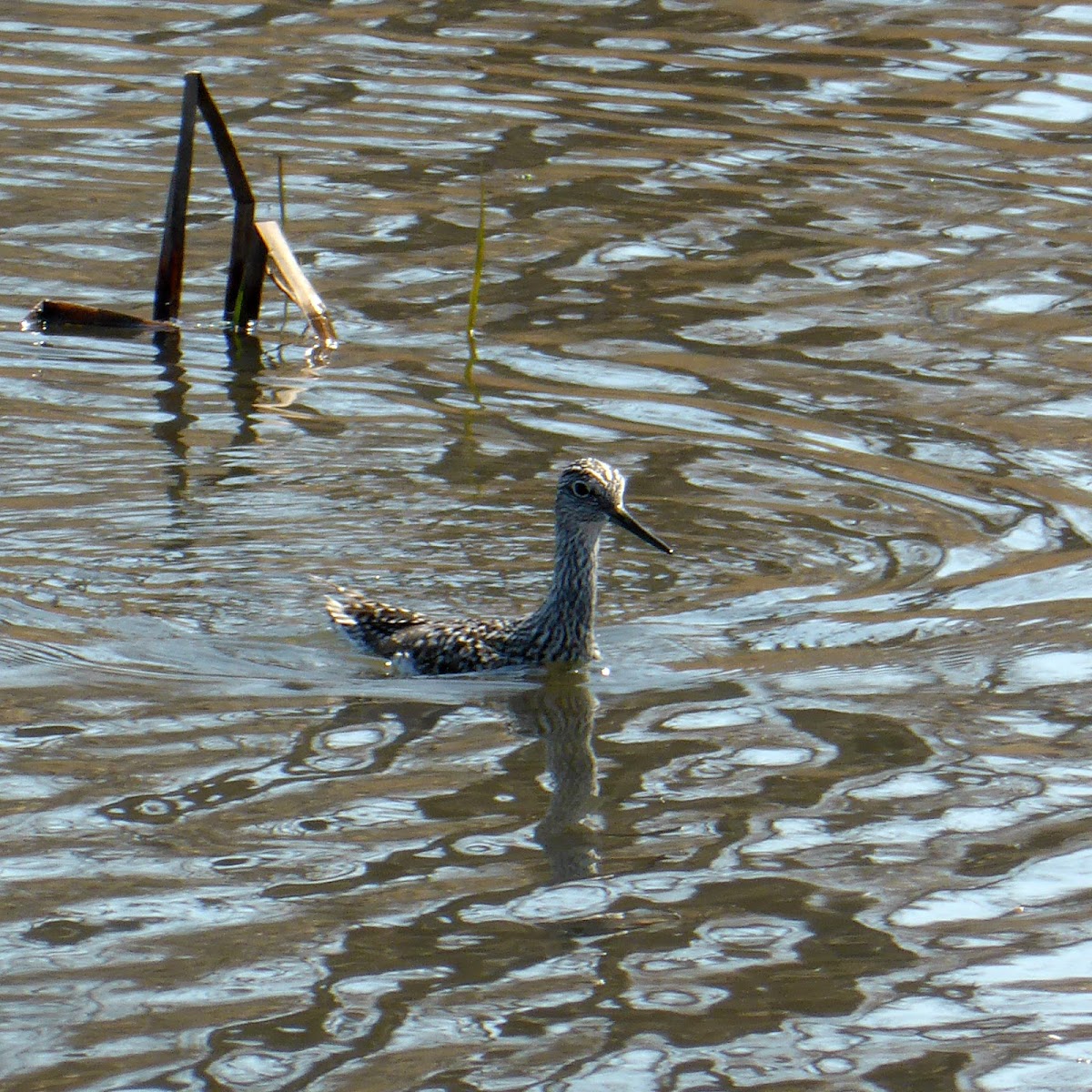 Lesser Yellowlegs