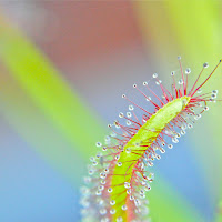 Drosera capensis di 