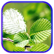 Leaf Photo Frames, Effects Download on Windows