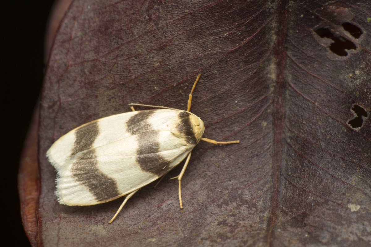 Lichen Moth