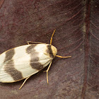 Lichen Moth