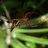 Arrowshaped Micrathena