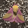 Rosy Maple Moth