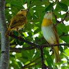 Saffron finch (juveniles)