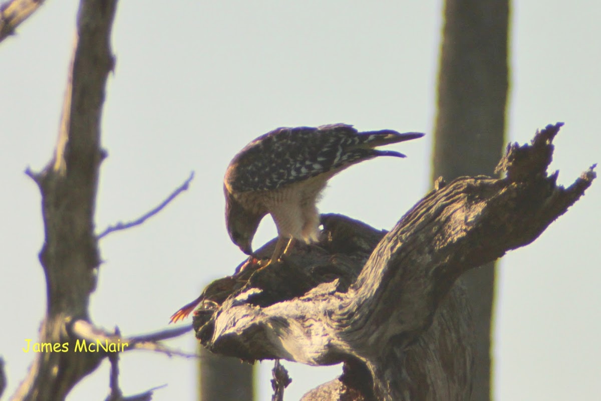 Red-shouldered Hawk