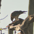 Red-shouldered Hawk