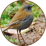 Cover Image of Download Nightingale Bird Sound Ringtones 2.4 APK